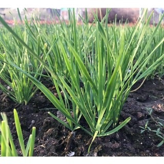 [Seeds] Hạt giống hẹ lá Rado, đóng gói 1gr