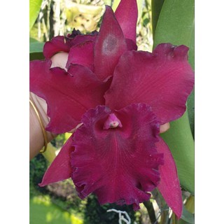 [Cây giống] Lan Cattleya TEM chuẩn màu Đỏ nhập Thái - Rau&Hoa Shop