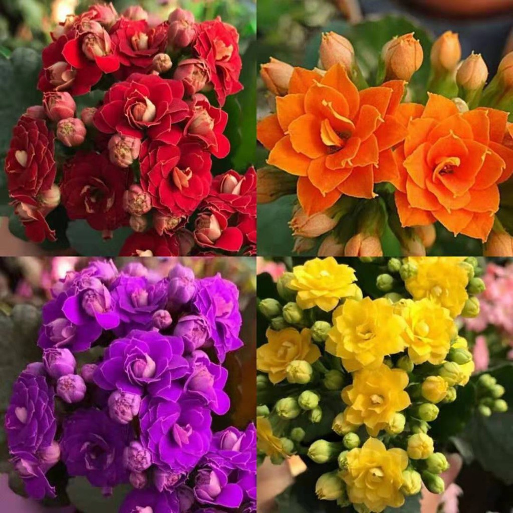 Hạt giống hoa sống đời Nhiều màu tùy chọn, nở tươi tắn, giá cực rẻ, tỷ lệ nảy mầm 95% 50h