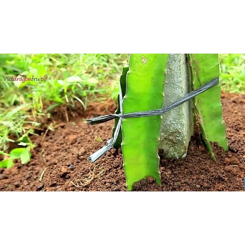 Cây thanh long ruột đỏ sai trái dễ trồng