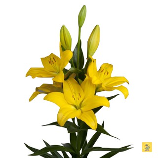 Củ hoa ly vàng không thơm