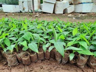 Chuối cảnh mini hàng loại 1