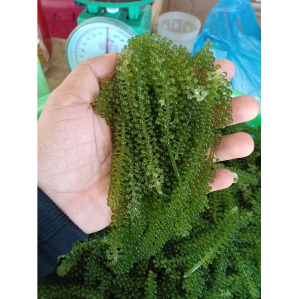 [100g NỞ RA 300g] Rong Nho Tách Nước  KHÁNH HÒA - NHA TRANG - Giàu Dinh Dưỡng - Công Nghệ Tách Nước Tiêu Chuẩn Nhật Bản | BigBuy360 - bigbuy360.vn