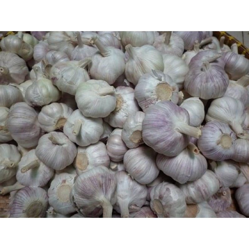 [Sẵn Now] Tỏi ta củ bự hàng bao thơm ngon từng tép 200gr