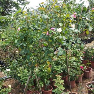 2 cây hoa hồng tree thân gỗ