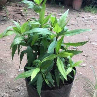 CÂY MẦN TƯỚI, cây gửi đi nguyên bầu, cam kết chất lượng cây