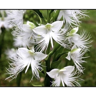 Hoa Lan Bạc Phượng sỉ 5k(set 5 củ )