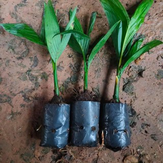 CAU LÙN  TỨ QUÝ