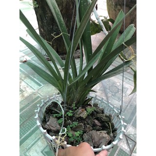 kiếm lùn mặt hoa xổ số