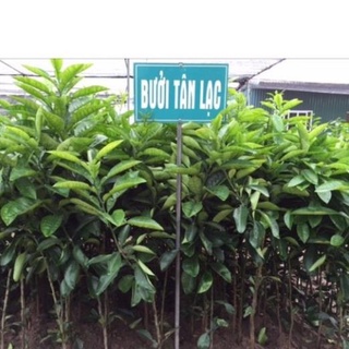 Bưởi đỏ tân lạc cây ghép