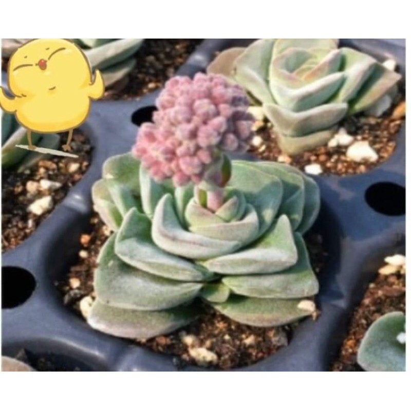 cây sen đá sen crassula tứ diện