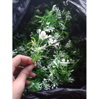 100gr cỏ điểm hạt gạo