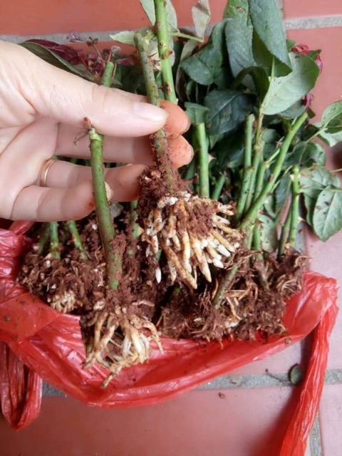 Siêu kích thích ra rễ