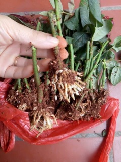 Siêu kích thích ra rễ