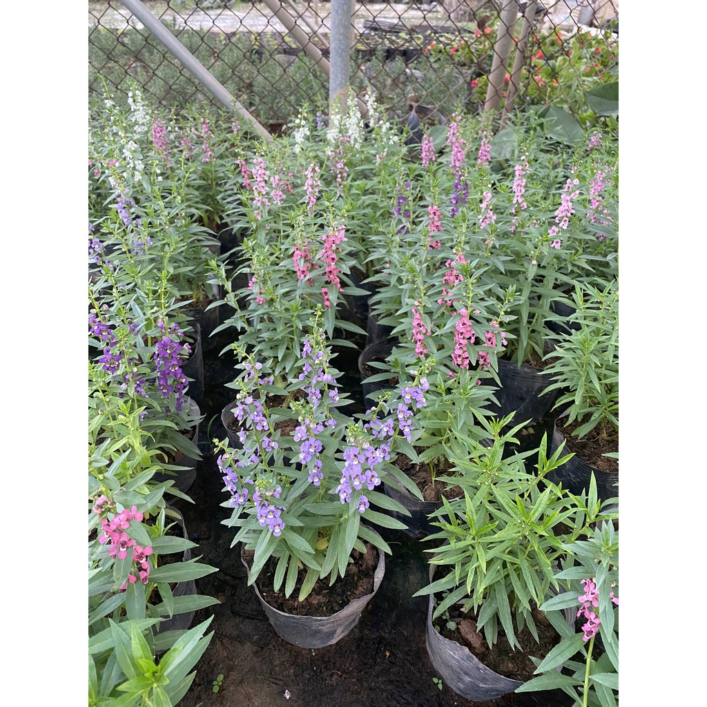 Hoa violet - hoa trồng ban công