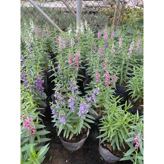 Hoa violet - hoa trồng ban công