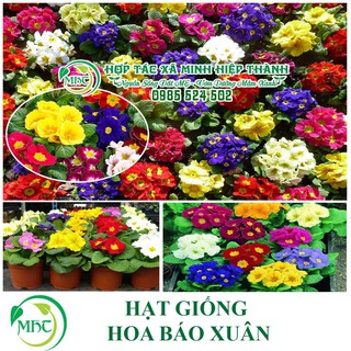 Sale off Hạt giống hoa báo xuân cực đẹp.