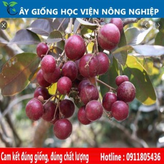 Sản phẩm Cây Ăn Trái cây giống nhãn tím