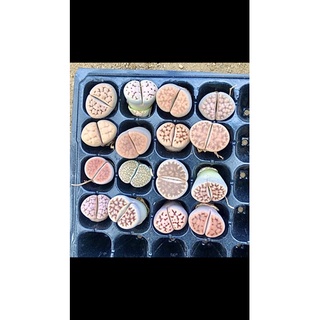 Sen mông,lithops,thạch lan size 2cm