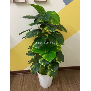 CÂY GIẢ - CÂY TRẦU BÀ LÁ ĐỐM (Vạn niên thanh) KÈM CHẬU XỐP TRẮNG Y HÌNH