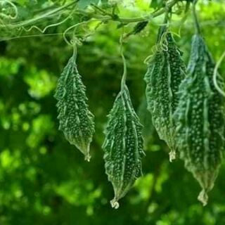 MƯỚP ĐẮNG RỪNG THÁI LAN