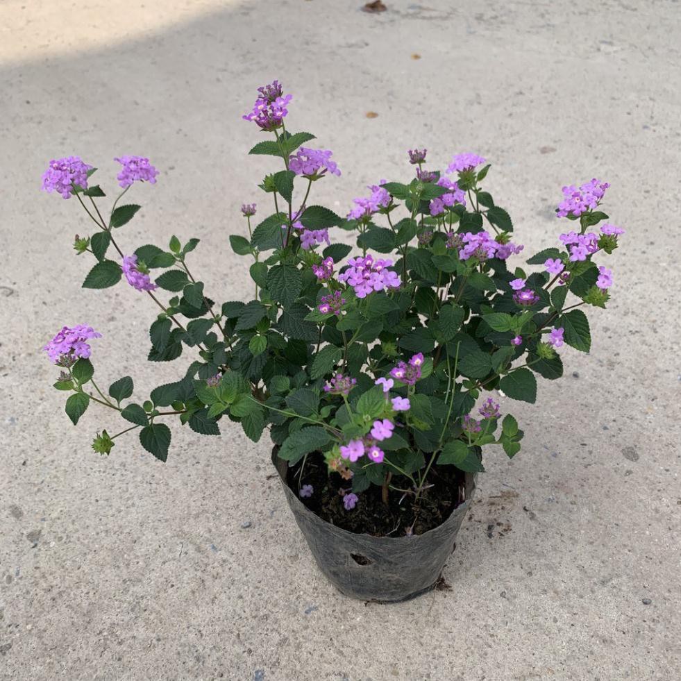 Cây ngũ sắc tím rủ thân leo dài 15cm.