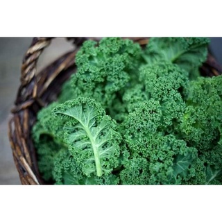 Hạt Giống CẢI XOĂN KALE