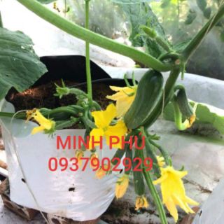TÚI TRỒNG CÂY NILONG 2 DA SIÊU BỀN