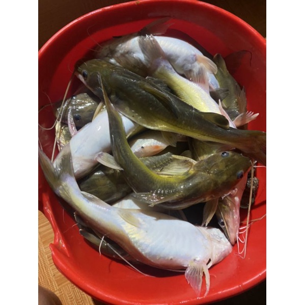 Mồi thuốc cá lăng cá da trơn 500gam