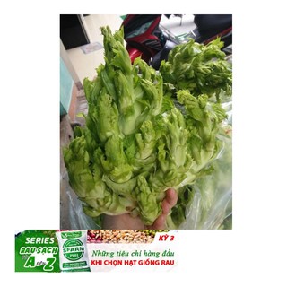 Hạt giống Rau Cải Mầm Đá đặc sản Tây Bắc - 20 hạt