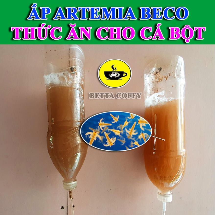 Bộ ấp Artemia 🦐 Tặng 2 ống trữ Artemia  BETTA COFFY ☕️