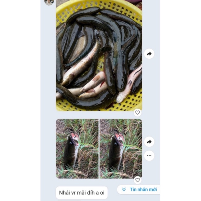 Nhái hơi VR vinh ròm fishing