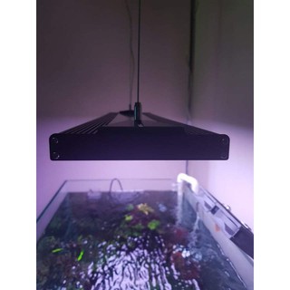 Bộ kit treo Netlea RGB