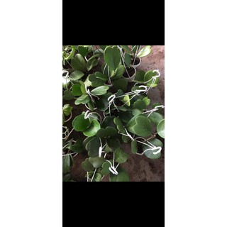 Cẩm cù lá trái tim - số 04