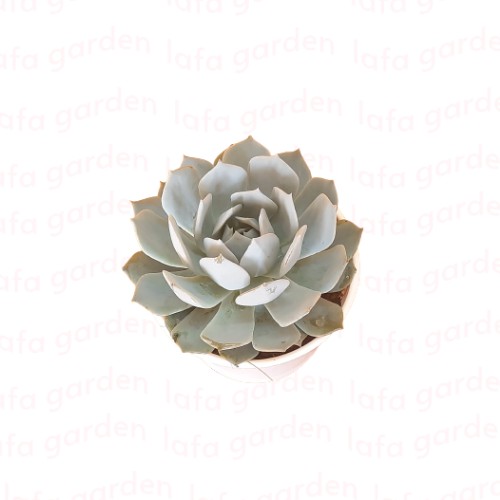 Sen đá size trung 01 cây để bàn làm việc LAFA GARDEN