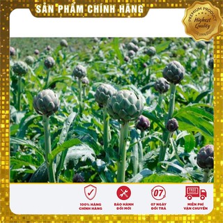 Hạt Giống ATISO Xanh vị thuốc quý
