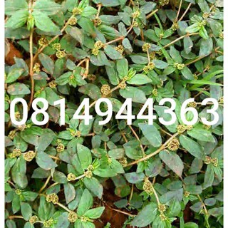 cây cỏ sữa(vú sữa đất),1kg
