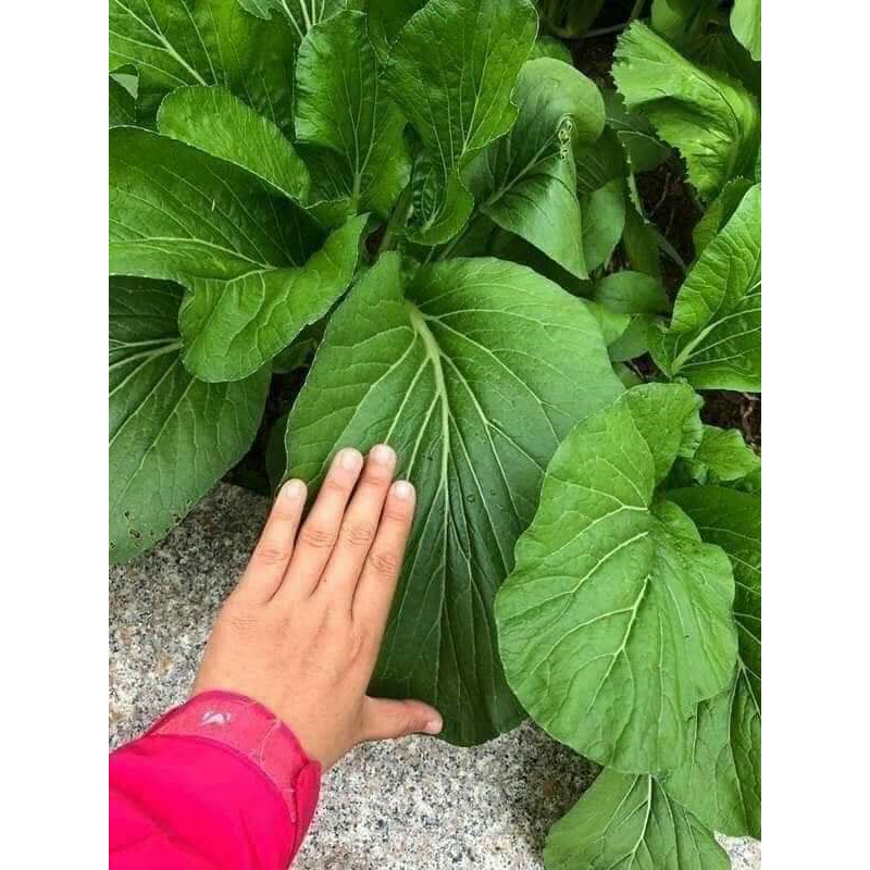 hạt giống cải ngọt khổng lồ 10gr