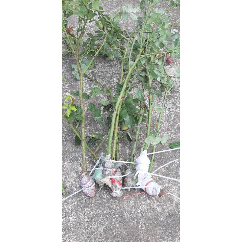 cành chiết cổ sapa dáng tree 35