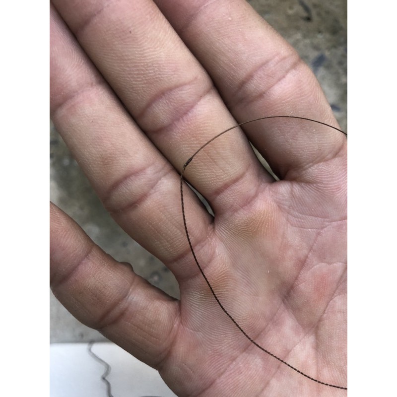 Bộ bẩy giò cu gáy Việt