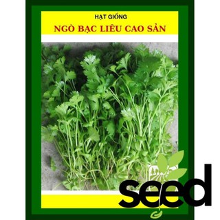 20g - hạt giống ngò rí bạc liêu