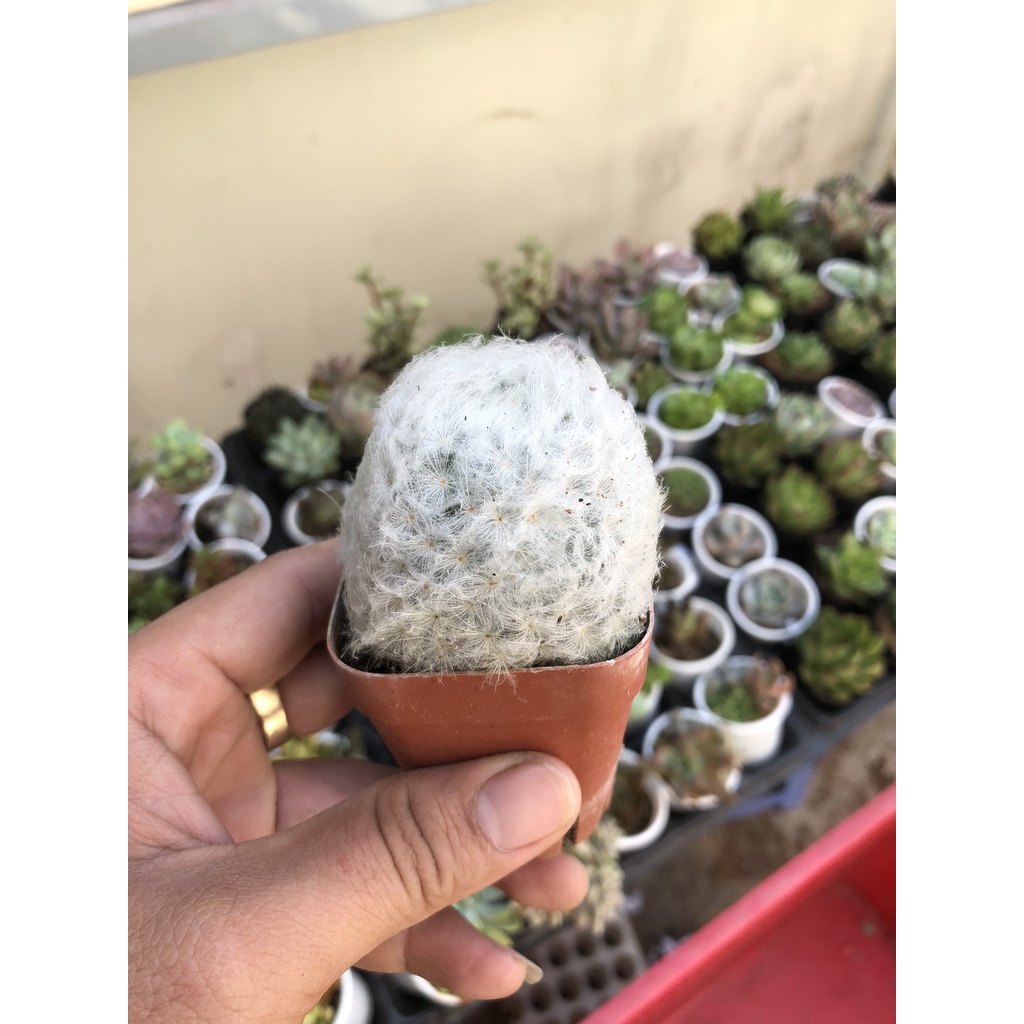 XƯƠNG XỒNG MAMI PLUMOSA - XƯƠNG RỒNG BÔNG GÒN - GAI MỀM DỄ THƯƠNG