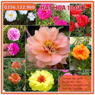 Hạt giống hoa mười giờ ( 10 giờ ) mix nhiều màu, dễ trồng dễ chăm sóc