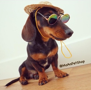 MẮT KIẾNG CÚN MÈO 🐶😻