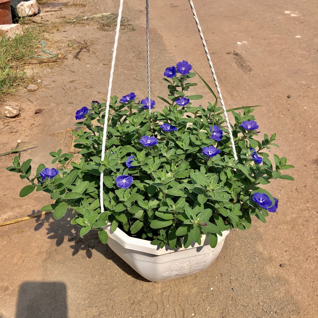 Cây hoa thanh tú chậu treo, cao 20-25cm tán tròn hoa sum suê lá tươi tốt dễ chăm sóc, thích hợp treo ban công sân vườn