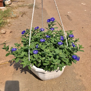 Cây hoa thanh tú chậu treo, cao 20-25cm tán tròn hoa sum suê lá tươi tốt dễ chăm sóc, thích hợp treo ban công sân vườn