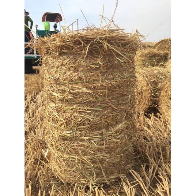 Cuộn rơm rạ khô dành cho nuôi trâu bò trồng nấm đa dạng kích thước số lượng lớn giá rẻ tại xưởng