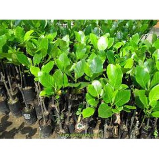 Cây Mít Malai Ruột Đỏ Sơ Đỏ cam kết chất lượng