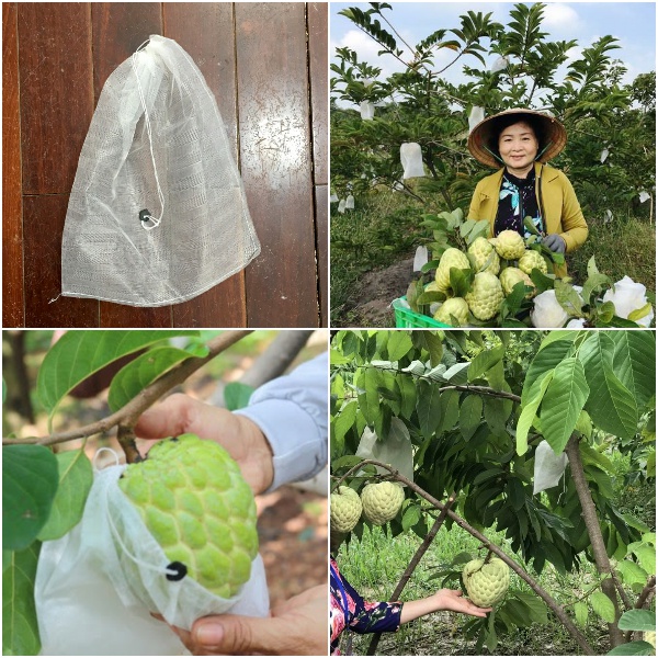 Túi bao trái cây Ánh Dương phòng ruồi vàng đục quả, túi bọc ổi, na, cam, xoài, bưởi, bầu, bí, mướp