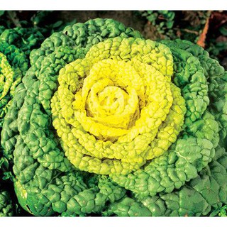 Hạt Giống Bắp Cải Hoa Vàng (2000 Hạt) Dinh Dưỡng Cao, Năng Suất Cao - MUA 3 TẶNG 1 CÙNG LOẠI